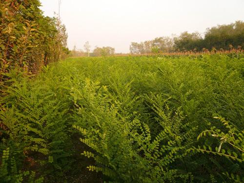 國槐當(dāng)年小苗圖片