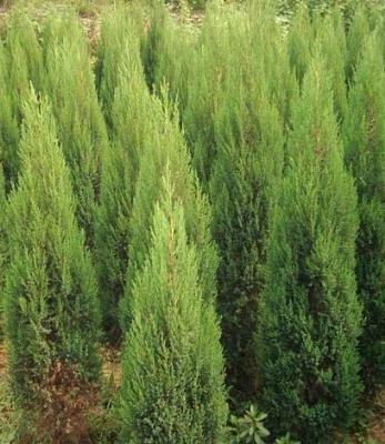 山西側(cè)柏價(jià)格圖片