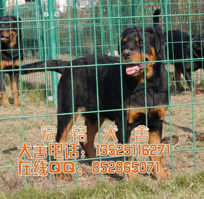 供应中山哪里有卖罗威纳犬 纯种罗威纳犬多少钱