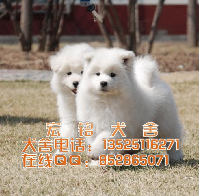 广州市广州哪里有卖萨摩幼犬厂家