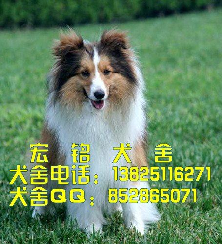 供应广州什么地方有卖喜乐蒂犬