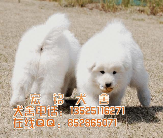 供应东莞什么地方有买萨摩耶犬