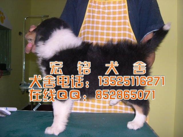 广州市深圳哪里有卖苏格兰牧羊犬厂家