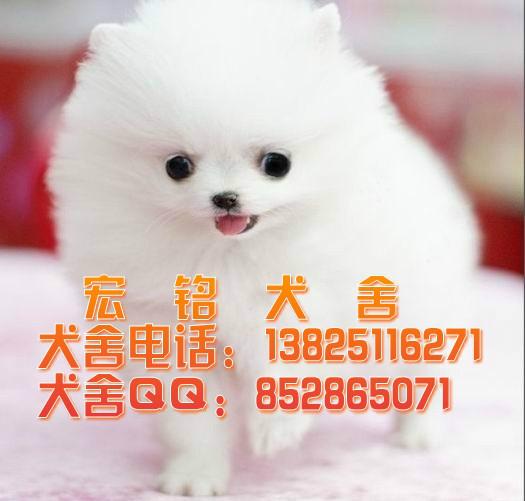 东莞哪有卖博美犬图片