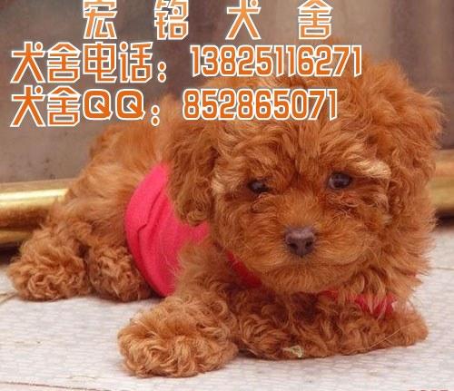 供应广州哪里有卖贵宾犬多少钱一只狗