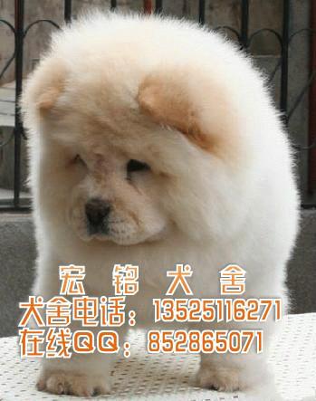 供应广州什么地方有卖健康纯种松狮犬