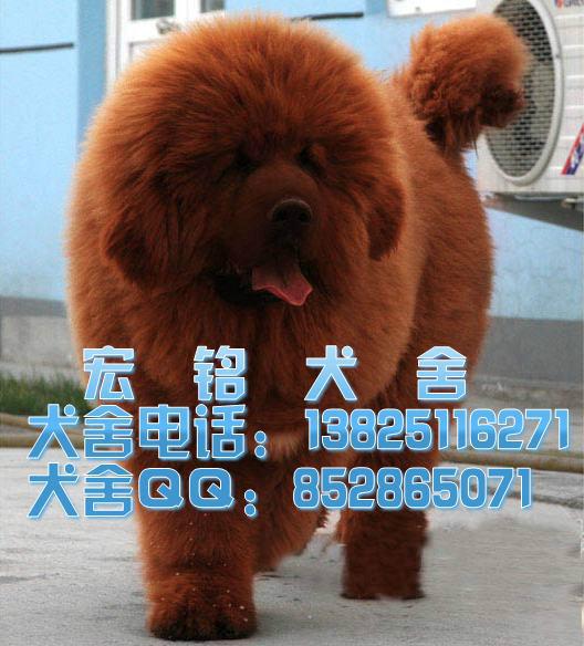 清远哪里有卖纯种大狮头藏獒犬图片