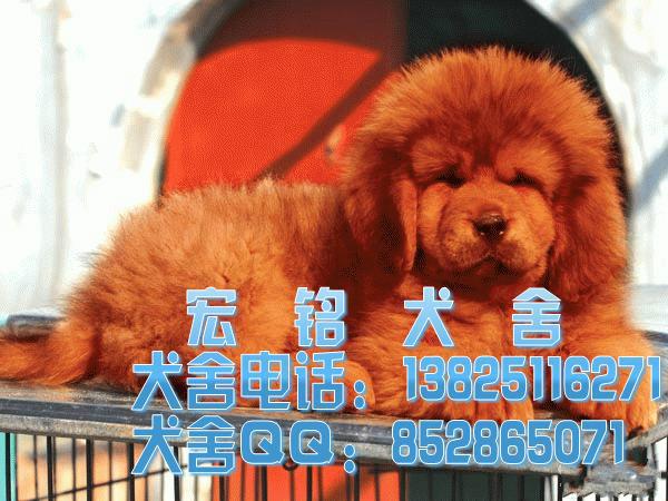 惠州哪里有卖藏獒犬图片