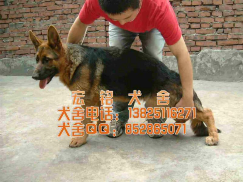 供应广州什么地方有卖德国牧羊犬