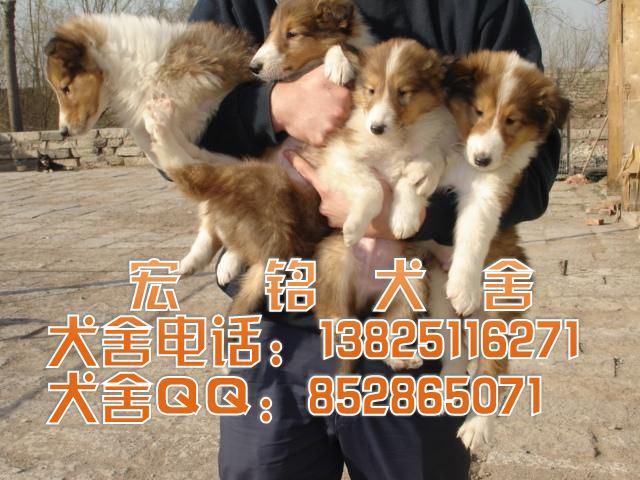 供应苏格兰牧羊犬好不好养 广州什么地方有卖苏牧犬