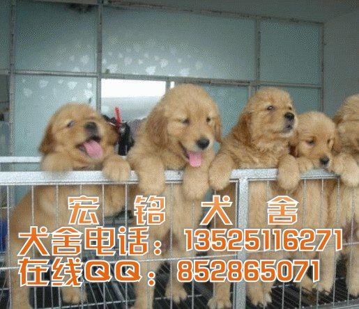 供应广州哪里有卖金毛犬呢