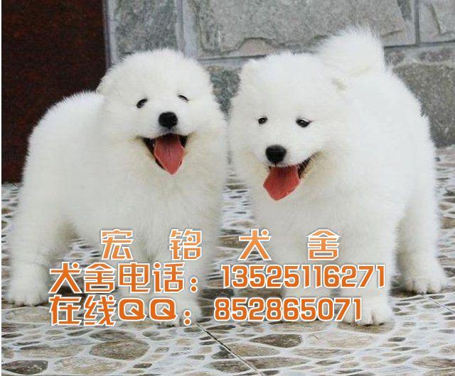 供应惠州什么地方有买萨摩耶犬