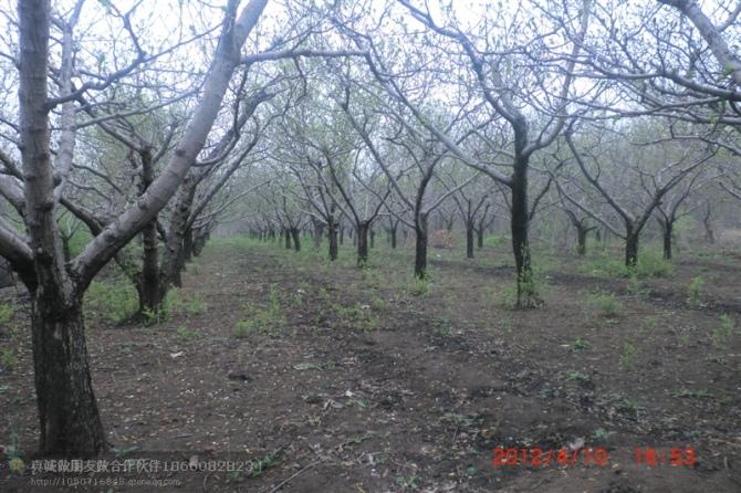 供國槐桃樹楊樹法桐山楂白蠟及各種果樹苗綠化苗等占地用樹