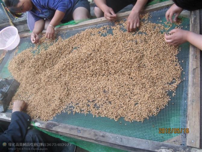 供新櫻桃種子手工加工保證出芽率純當?shù)刎?8660828234