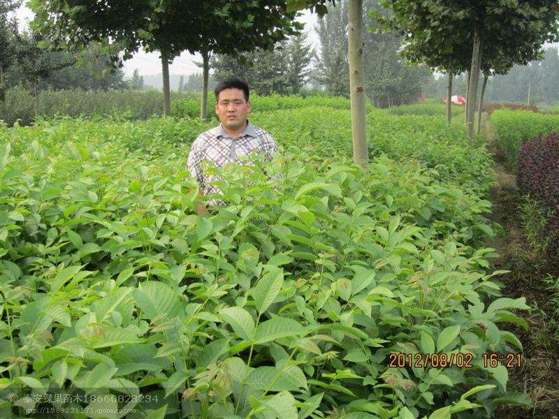 供应山楂苗柿子苗苹果苗梨苗樱桃苗等