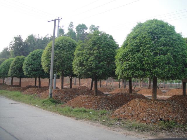 浏阳市柏加镇四季红苗圃