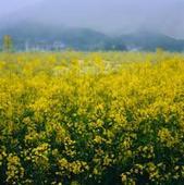 供應食品級啤酒花價格啤酒花廠家啤酒花供應商新疆啤酒花供應商