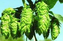 供應食品級啤酒花價格啤酒花廠家啤酒花供應商新疆啤酒花供應商