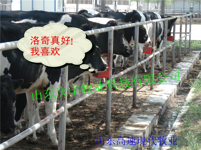 供應(yīng)英國進(jìn)口奶牛*富磷洛奇營養(yǎng)舔磚