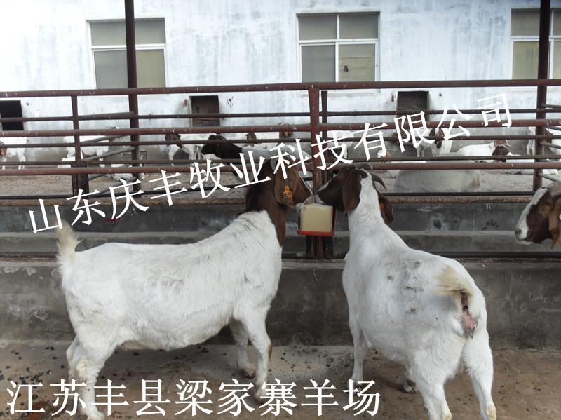 供應羊用黃洛奇舔磚