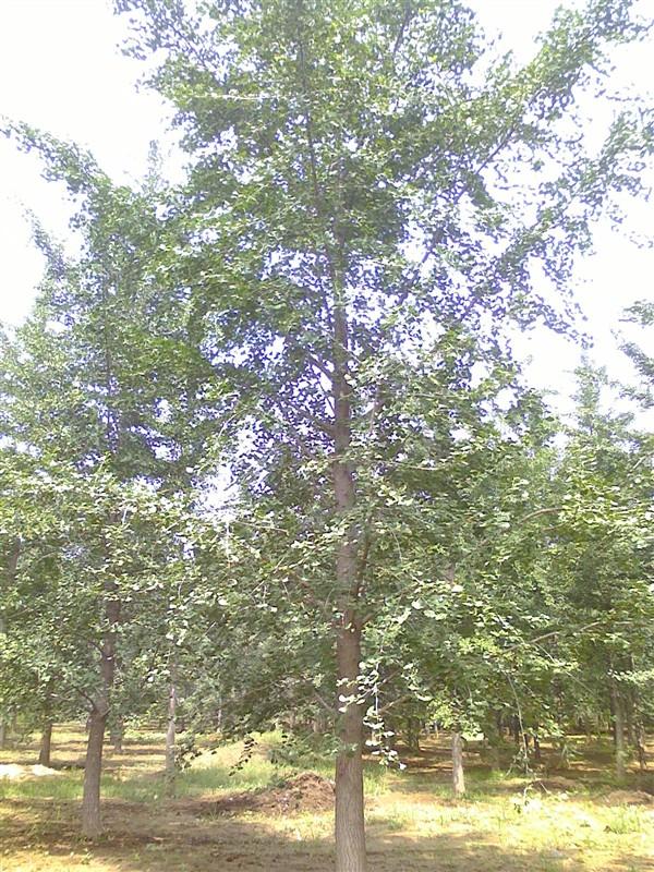 銀杏樹首選我們圖片