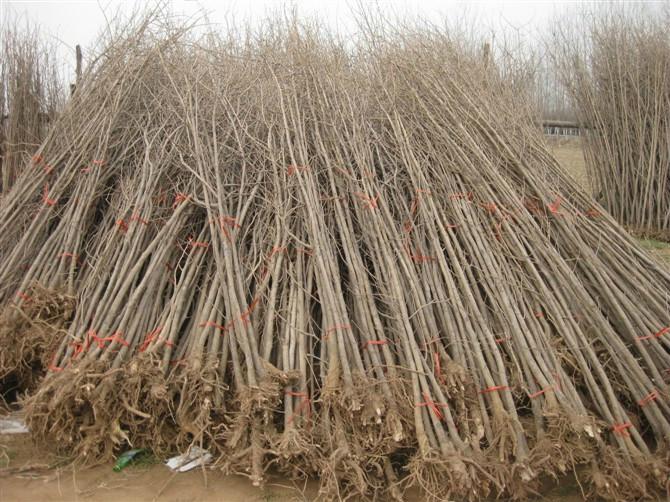 銀杏樹10公分價格圖片/銀杏樹10公分價格樣板圖 (3)