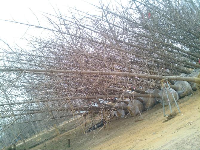 供應(yīng)銀杏嫁接樹(shù) 江蘇銀杏嫁接樹(shù)供應(yīng) 蘇州銀杏嫁接樹(shù)批發(fā)