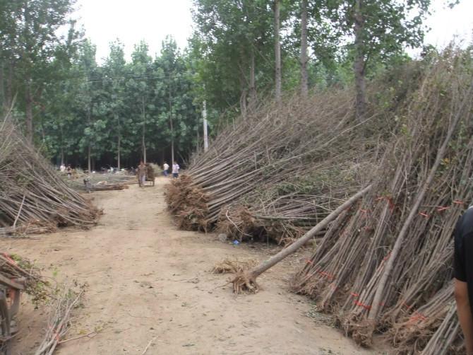 銀杏樹10公分價格圖片/銀杏樹10公分價格樣板圖 (2)