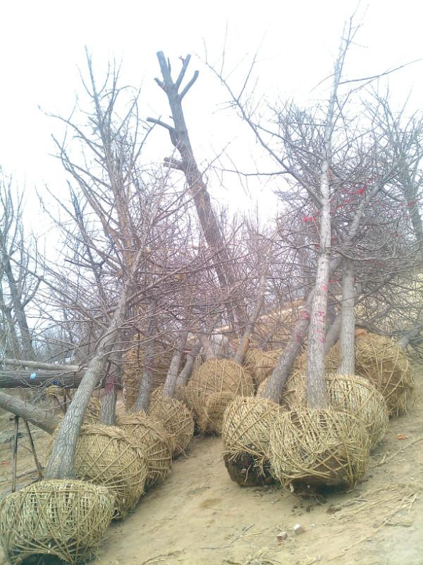 供應(yīng)銀杏嫁接樹(shù) 江蘇銀杏嫁接樹(shù)供應(yīng) 蘇州銀杏嫁接樹(shù)批發(fā)