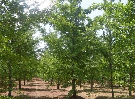 國(guó)槐銀杏樹(shù)價(jià)格圖片