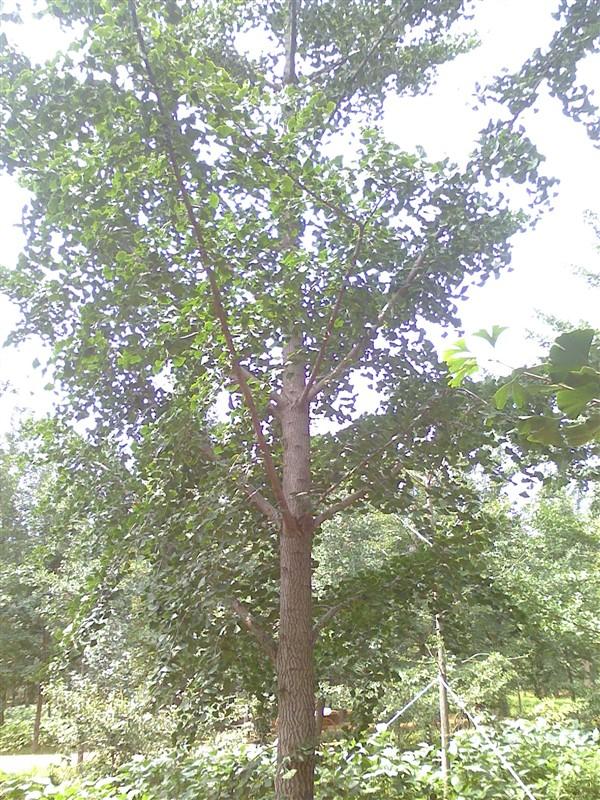 供應(yīng)郯城銀杏實(shí)生樹 郯城銀杏樹價(jià)格 常州銀杏樹價(jià)格