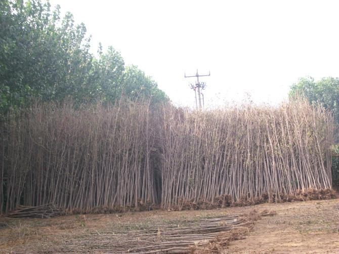 供應(yīng)江蘇銀杏樹苗