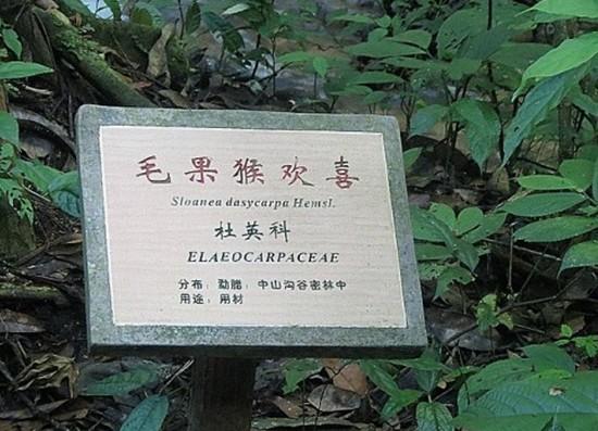 供應(yīng)說明牌、景區(qū)植物說明牌、植物標(biāo)識牌、景區(qū)植物介紹牌、植物牌