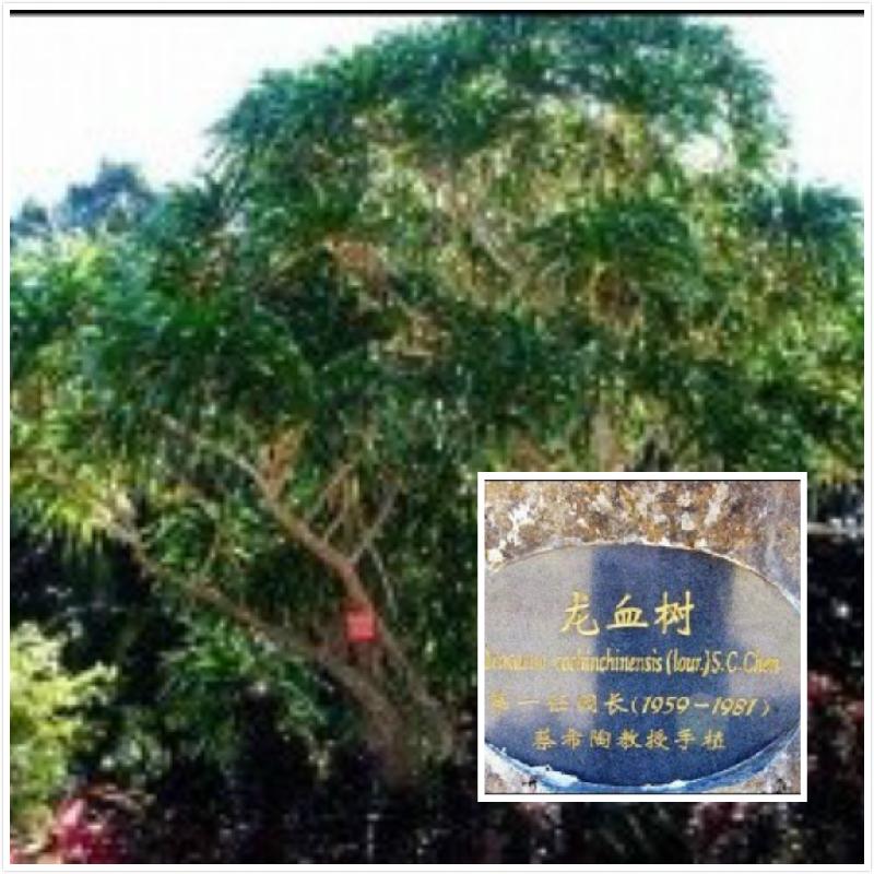 供應(yīng)景區(qū)植物說明牌、植物標(biāo)識牌、景區(qū)植物介紹牌