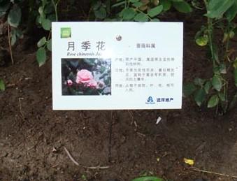供應(yīng)說明牌、景區(qū)植物說明牌、植物標(biāo)識牌、景區(qū)植物介紹牌、植物牌