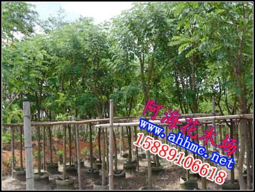 供应优质4分黄槐苗大量批发，优质4分黄槐苗大量批发价格，优质4分黄槐苗