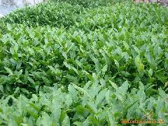 供應(yīng)保健養(yǎng)肝茶參考價，報價，批發(fā)