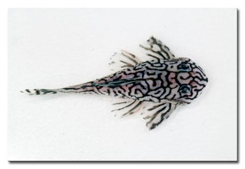 清道夫熱帶魚供應(yīng)圖片