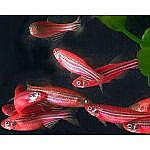 觀賞魚斑馬圖片