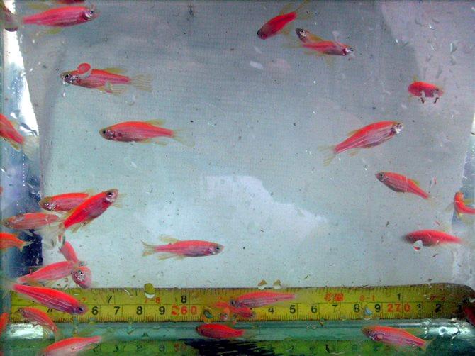 供應觀賞魚紅斑馬、