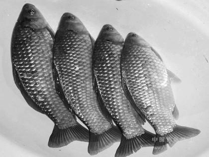 魚苗豐產(chǎn)鯽魚新科巨鯽魚苗羅非魚苗圖片