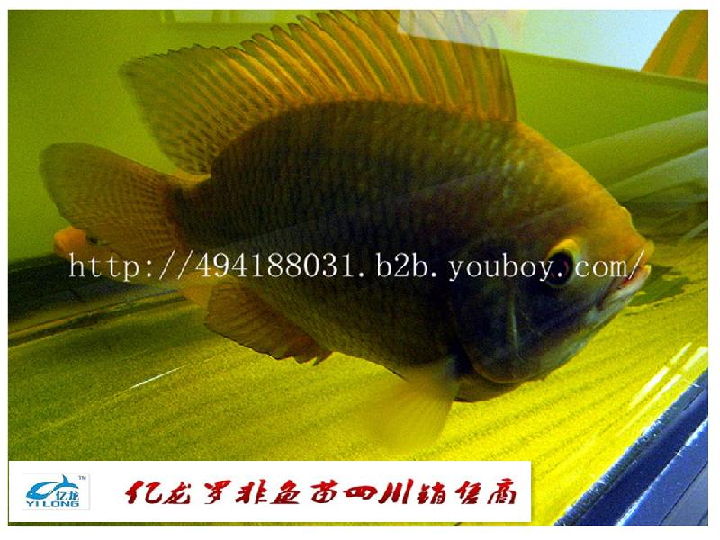 供應(yīng)羅非魚苗良種苗羅非魚苗良種苗}