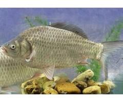 鯽魚苗圖片/鯽魚苗樣板圖 (3)