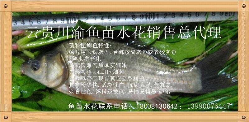 新科巨鯽魚豐產(chǎn)鯽魚白鯧羅非魚圖片