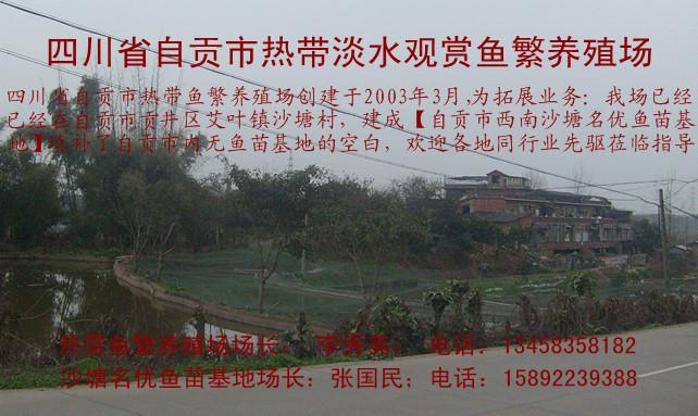 供應(yīng)豐產(chǎn)鯽魚夏花秋苗@