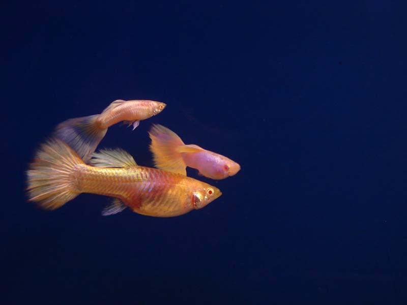 供應(yīng)黃白金*、