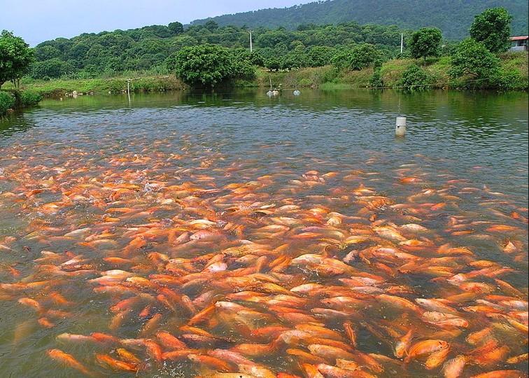 供应亿龙牌雄性彩虹鲷鱼苗四川红罗非鱼}图片