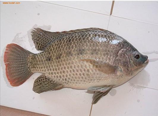 供應(yīng)羅非魚羅非魚羅非魚、