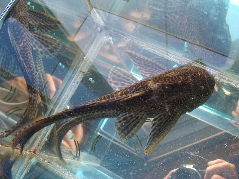 供應(yīng)大量供應(yīng)熱帶魚(yú)清道夫=