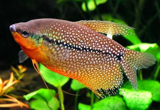 馬甲熱帶魚圖片